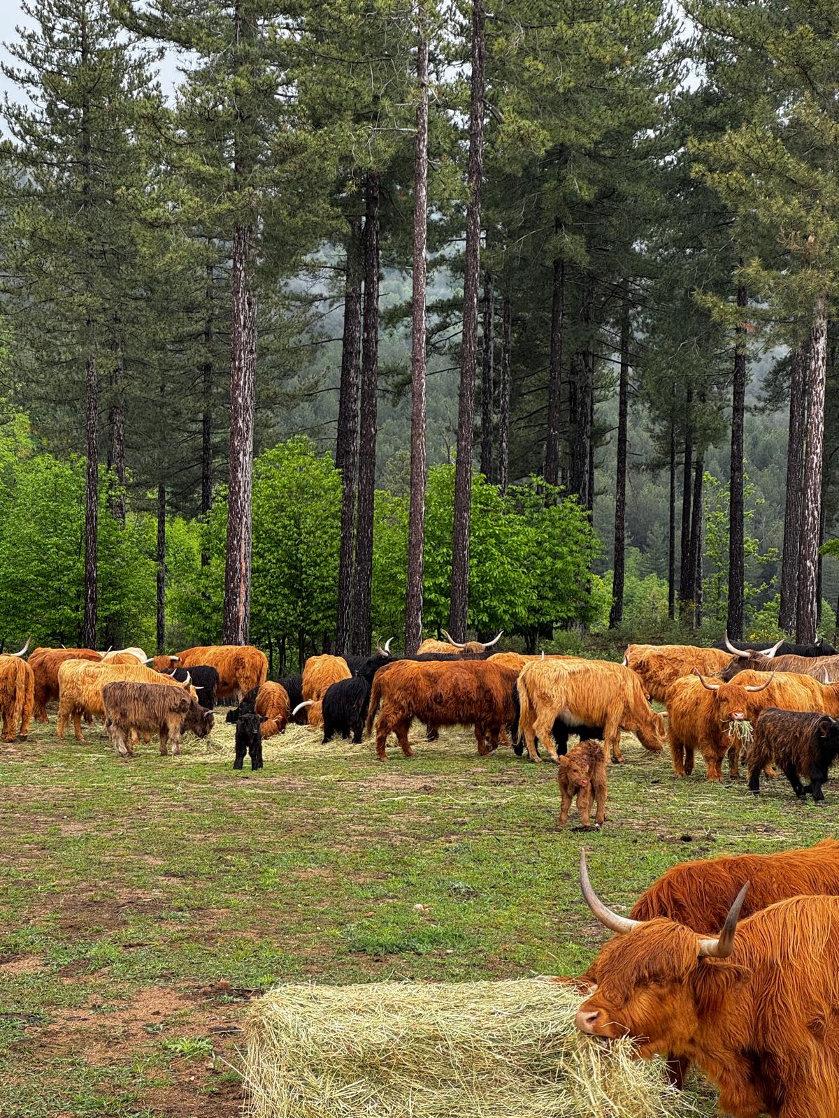 Gestione bovini Highland